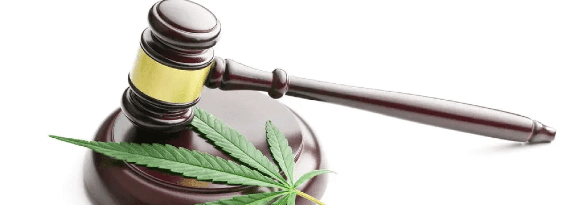 Delta 8 leaf on white background with legal gavel