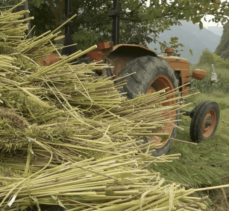 Delta 8 THC plant being harvested on farm